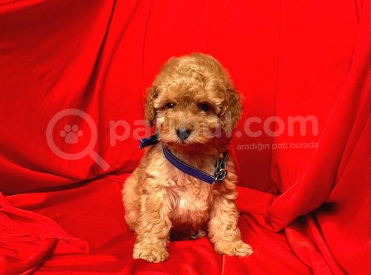 Safkan Toy Poodle Yavrularımız