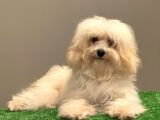 Orjinal Maltipoo Erkek Yavrumuz