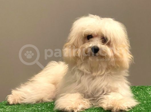 Orjinal Maltipoo Erkek Yavrumuz görsel