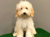 5 Aylık Dişi Apricot Toy Poodle Yavrumuz