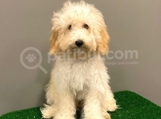 5 Aylık Dişi Apricot Toy Poodle Yavrumuz görsel