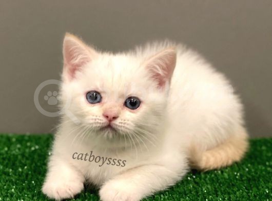 Red Point British Shorthair Erkek Yavrumuz görsel