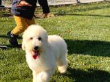 Standart Boy Di̇şi̇ Yavrumuz Sonya
