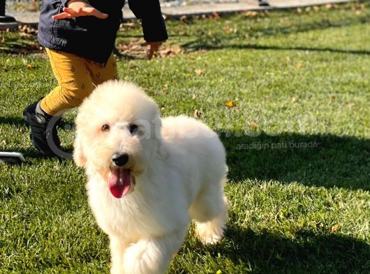 Standart Boy Di̇şi̇ Yavrumuz Sonya