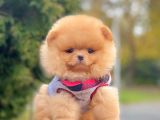 Safkan Teddy Ayı Surat Pomeranian Boo Yavrularımız