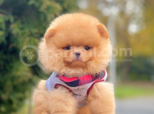 Safkan Teddy Ayı Surat Pomeranian Boo Yavrularımız görsel