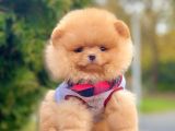 Safkan Teddy Ayı Surat Pomeranian Boo Yavrularımız