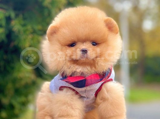 Safkan Teddy Ayı Surat Pomeranian Boo Yavrularımız görsel