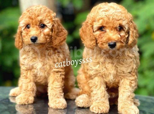 Dark Apricot Toy Poodle Dişi Yavrular görsel