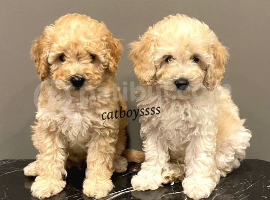 Apricot Toy Poodle Yavrularımız görsel