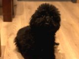 7 Aylık Erkek Toy Poodle Aşılar Tam Aksesuarlarıyla Birlikte