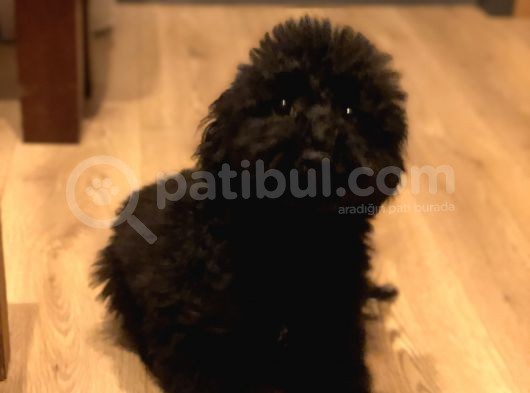 7 Aylık Erkek Toy Poodle Aşılar Tam Aksesuarlarıyla Birlikte görsel