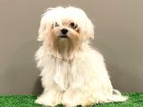 6 Aylık 1600 Gram Dişi Mini Maltese Terrier Yavrumuz