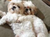 İstanbul Maltepe Shih Tzu