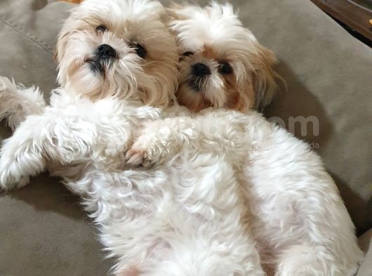 İstanbul Maltepe Shih Tzu görsel