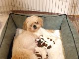 İstanbul Maltepe Shih Tzu