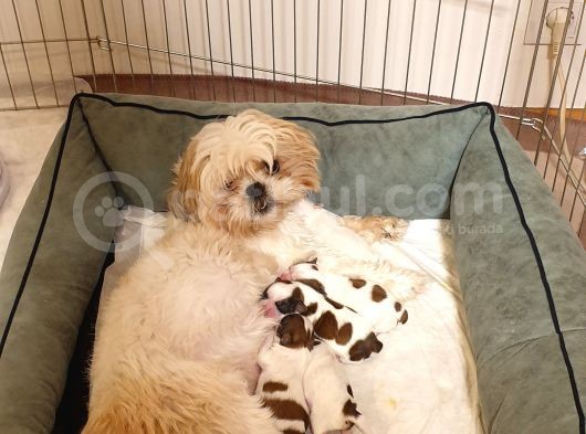 İstanbul Maltepe Shih Tzu görsel