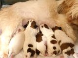 İstanbul Maltepe Shih Tzu