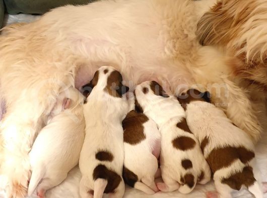 İstanbul Maltepe Shih Tzu