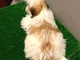 Dişi Shihtzu Yavrumuz
