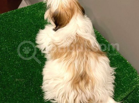 Dişi Shihtzu Yavrumuz görsel