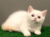 Red Point British Shorthair Erkek Yavrumuz