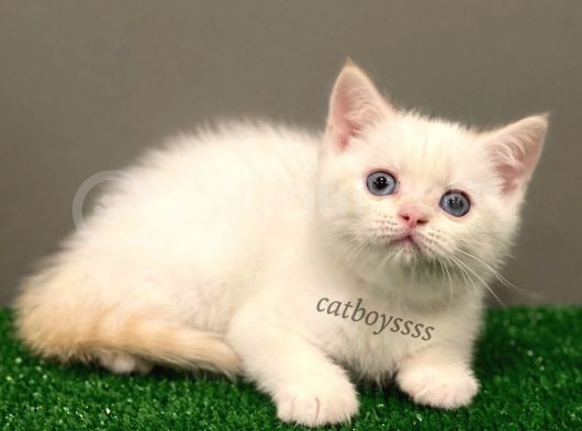 Red Point British Shorthair Erkek Yavrumuz görsel