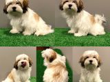 Dişi Shihtzu Yavrumuz