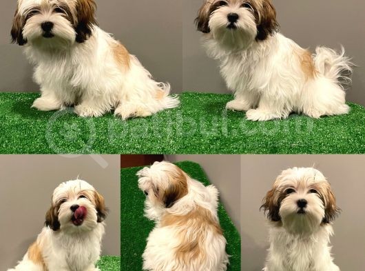 Dişi Shihtzu Yavrumuz