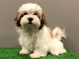 Dişi Shihtzu Yavrumuz