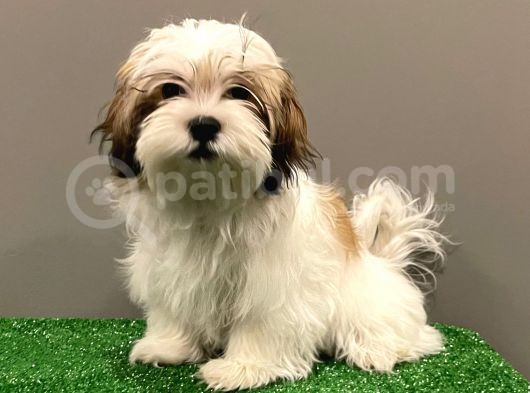 Dişi Shihtzu Yavrumuz görsel