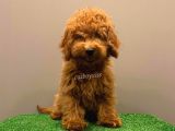 Minyatür Red Poodle Yavrumuz
