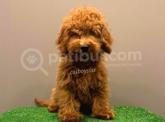 Minyatür Red Poodle Yavrumuz görsel