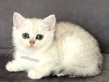 Silver Shaded British Shorthair Dişi Yavrumuz