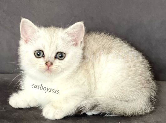Silver Shaded British Shorthair Dişi Yavrumuz