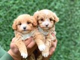 F1 Orji̇nal Anti̇alerji̇k Malti̇poo Bebekler
