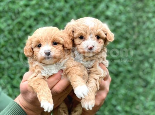 F1 Orji̇nal Anti̇alerji̇k Malti̇poo Bebekler görsel