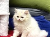 Kar Beyazliğinda Irkinin En İyi̇ Görseli̇ne Sahi̇p