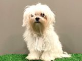 6 Aylık 1600 Gram Dişi Mini Maltese Terrier Yavrumuz
