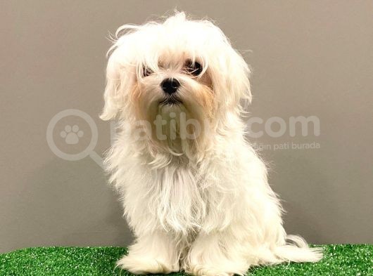 6 Aylık 1600 Gram Dişi Mini Maltese Terrier Yavrumuz görsel