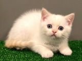 Red Point British Shorthair Erkek Yavrumuz