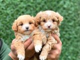 F1 ORJİNAL ANTİALERJİK MALTİPOO BEBEKLER