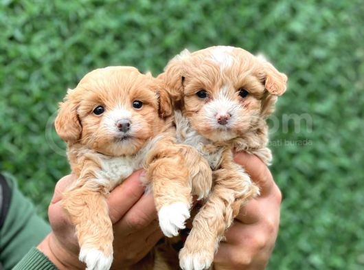 F1 Orji̇nal Anti̇alerji̇k Malti̇poo Bebekler