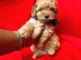 Safkan Toy Poodle Yavrularımız