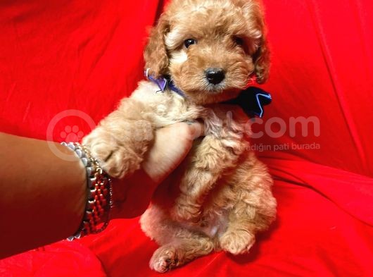 Safkan Toy Poodle Yavrularımız görsel