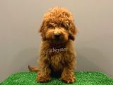 Minyatür Red Poodle Yavrumuz