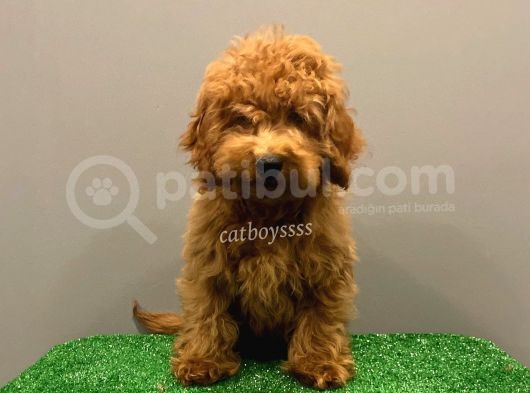 Minyatür Red Poodle Yavrumuz görsel
