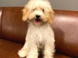 5 Aylık Dişi Apricot Toy Poodle Bebek