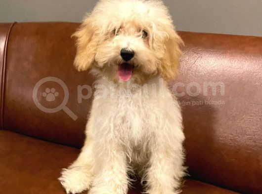 5 Aylık Dişi Apricot Toy Poodle Bebek görsel