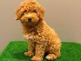 Muhteşem Dişi Red Toy Poodle Yavrumuz